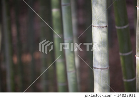 竹林 竹林 14822931