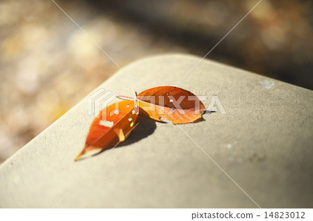 Dead leaves Dead leaves 14823012