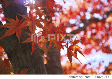 Autumn leaves Autumn leaves 14823013
