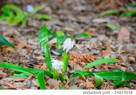 Endangered plants Oshira shiba Bakama Extinction categories IB (EN) Endangered plants Oshira shiba Bakama Extinction categories IB (EN) 14823036
