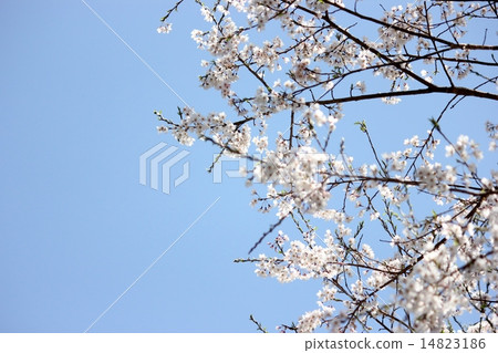  Cherry blossoms and blue sky 14823186