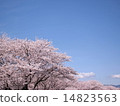 Cherry blossoms in full bloom in clear weather 14823563