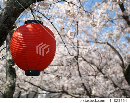 Festival lantern 14823564