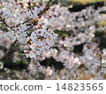 Sakura 14823565