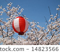 Festival lanterns and cherry blossoms 14823566