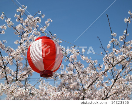 Festival lanterns and cherry blossoms Festival lanterns and cherry blossoms 14823566