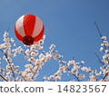 Cherry Blossom Festival 14823567