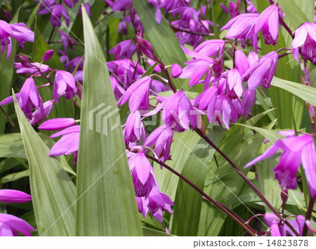 矽烷 矽烷 14823878