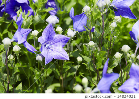 Koshoji Temple, Shuchi District, Shizuoka Prefecture Kikyo Koshoji Temple, Shuchi District, Shizuoka Prefecture Kikyo 14824021
