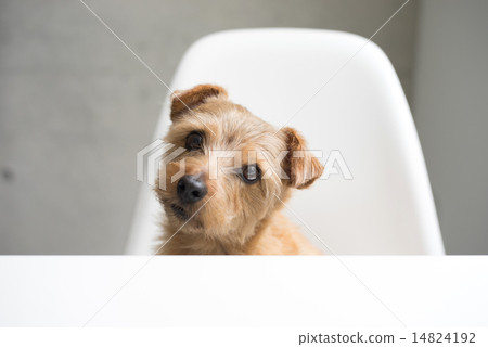 A dog that hugs his neck 14824192