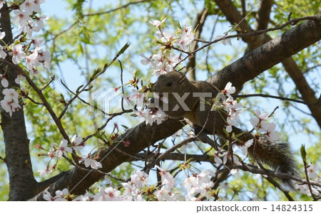 Squirrel eating cherry blossoms (Kamakura) 14824315