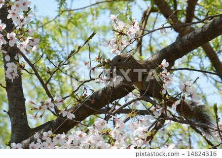 Squirrel eating cherry blossoms (Kamakura) Squirrel eating cherry blossoms (Kamakura) 14824316