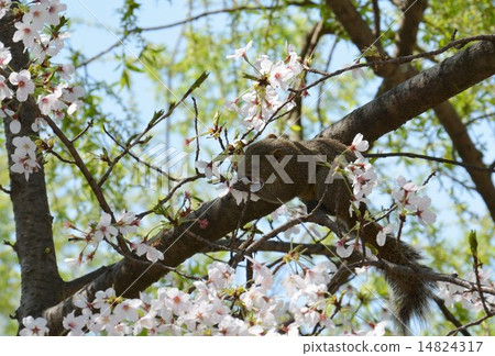 Squirrel eating cherry blossoms (Kamakura) 14824317