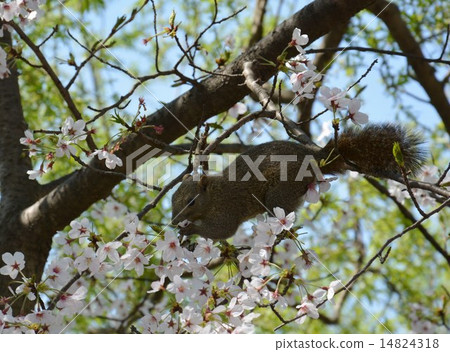 Squirrel eating cherry blossoms (Kamakura) Squirrel eating cherry blossoms (Kamakura) 14824318