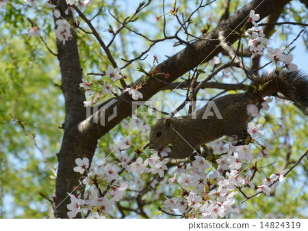 Squirrel eating cherry blossoms (Kamakura) Squirrel eating cherry blossoms (Kamakura) 14824319