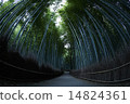 Bamboo forest 14824361