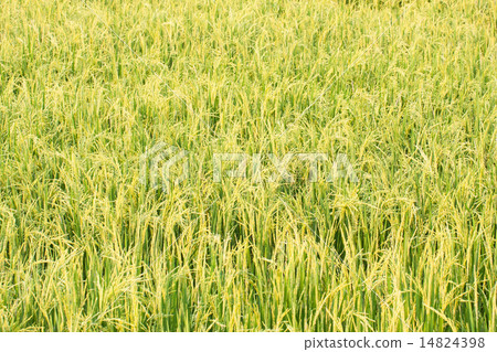 rice plant in rice field rice plant in rice field 14824398