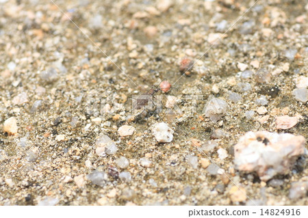 伊麗莎哈努莫 14824916