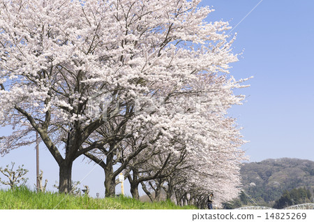 Cherry blossoms in full bloom Cherry blossoms in full bloom 14825269