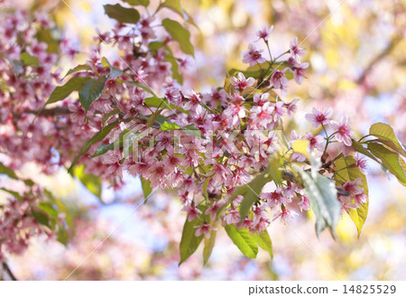 Thailand pink Sakura flower Thailand pink Sakura flower 14825529