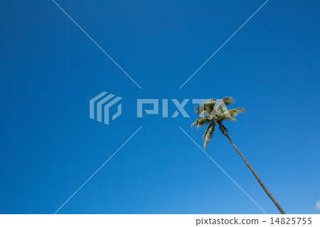 Palm tree with blue sky 3 Palm tree with blue sky 3 14825755