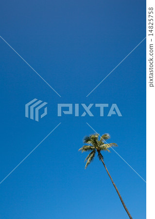Palm tree with blue sky 4 14825758