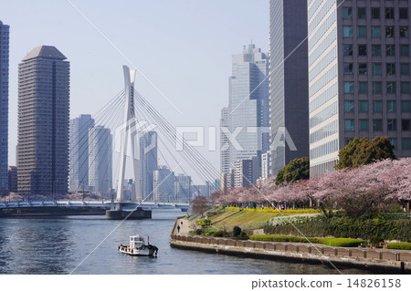 March Landscape / cityscape of the city 730 Sakura's Sumidagawa Terrace 14826158