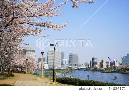 March City scenery and townscape 743 Sakura's Sumidagawa Terrace 14826171