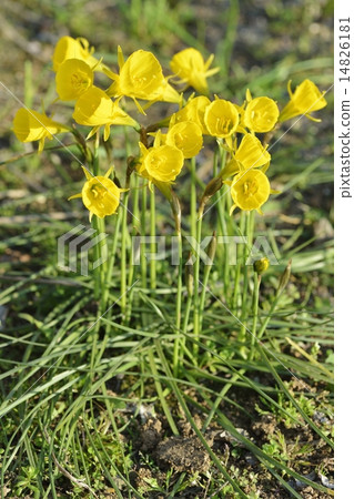 Narcissus · Bourbonkodium 14826181