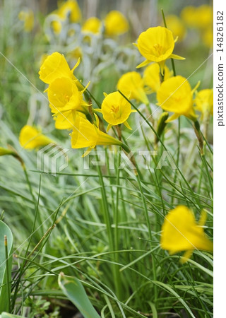 Narcissus · Bourbonkodium 14826182