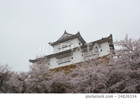 Tsuruyama park full of cherry blossoms 14826334