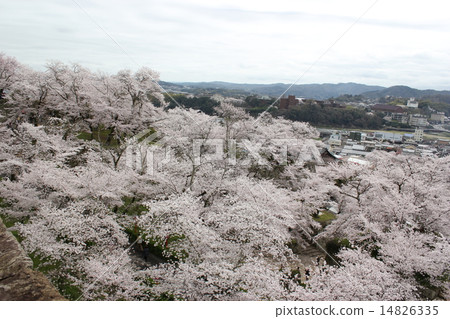 Tsuruyama park full of cherry blossoms 14826335