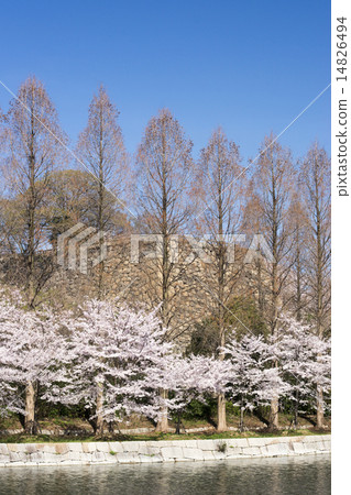 大阪城公園櫻花 14826494