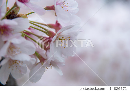 Sakura (Yoshino cherry tree) dark background Landscape Sakura (Yoshino cherry tree) dark background Landscape 14826571
