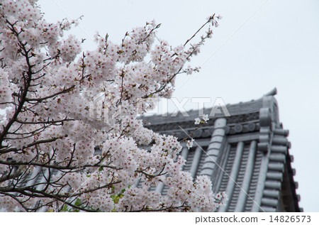 Sakura (Yoshino cherry tree) and a temple Sakura (Yoshino cherry tree) and a temple 14826573