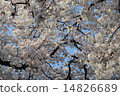 櫻花盛開在藍天 14826689