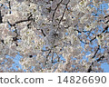櫻花盛開在藍天 14826690