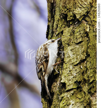 Eurasian treecreeper  14826860
