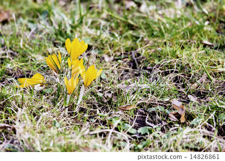 First spring flowers  14826861