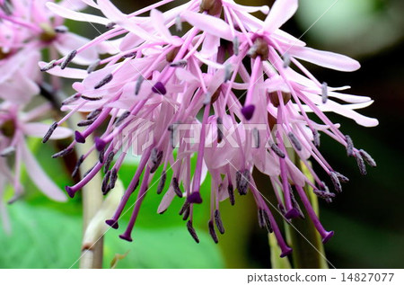 Shojo Bakama 14827077