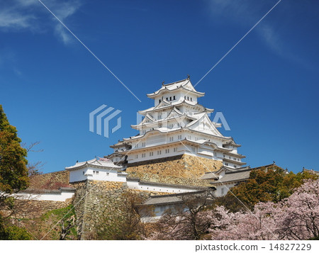 Cherry blossoming spring of Himeji castle 14827229