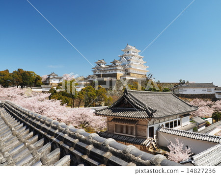Cherry blossoming spring of Himeji castle 14827236