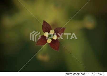 這是一種雄花，天然植物青木，雌雄異株。四個雄蕊脫穎而出 14827376