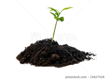 plant in soil isolated 14827426