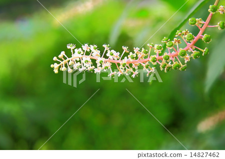 Yoshishi梨的花和果子 Yoshishi梨的花和果子 14827462