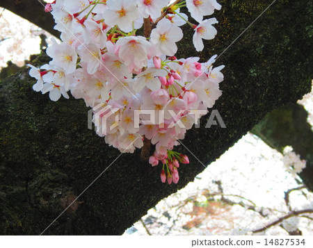 Cherry Blossoms	 14827534