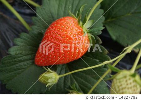 草莓採摘草莓 草莓採摘草莓 14827782