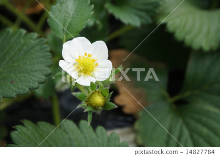 草莓採摘草莓 草莓採摘草莓 14827784