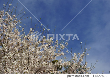 Cherry Blossoms Cherry Blossoms 14827809