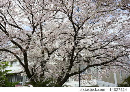 Mishima Kitae 14827814